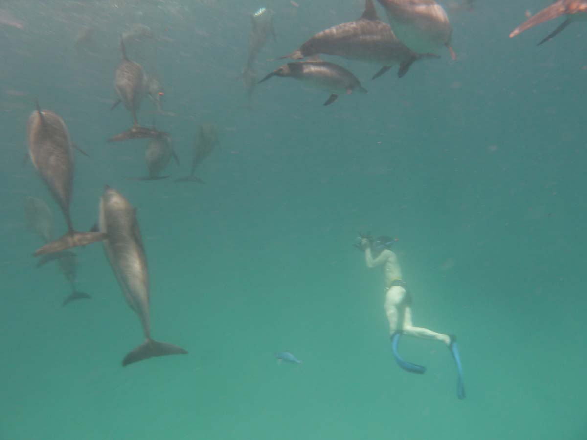 delfins.jpg