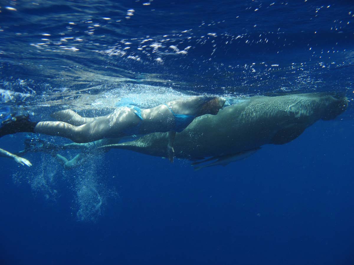 dugong_swimm.jpg