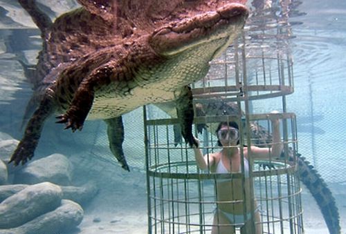 crocodile_cage_diving_1822.jpg